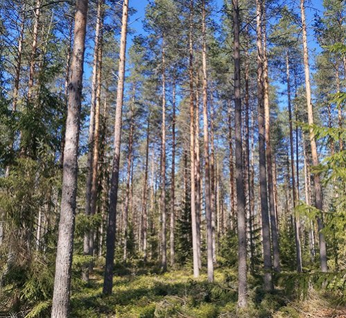 En grövre skog på en torr mo på sommaren. 