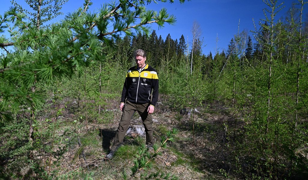 Jussi Vesala går bland lärkplantorna.  