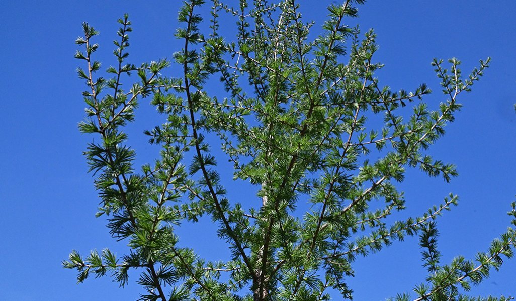 Lärken mot den blå himlen. 