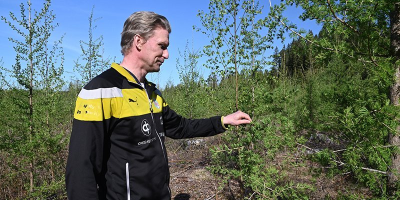 Jussi Vesala tittar på lärken i hans plantbestånd. 