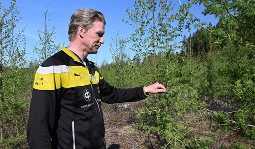 Jussi Vesala tittar på lärken i hans plantbestånd. 