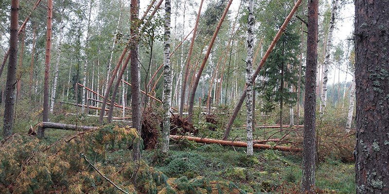 Träd som fällts och kapats av fallvindar i skogen.
