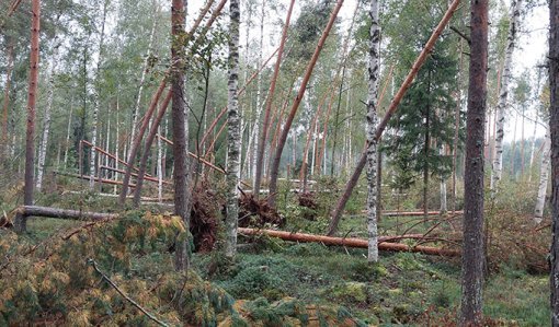 Träd som fällts och kapats av fallvindar i skogen.
