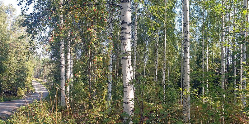 Björkskog på hösten bredvid en skogsbilväg.