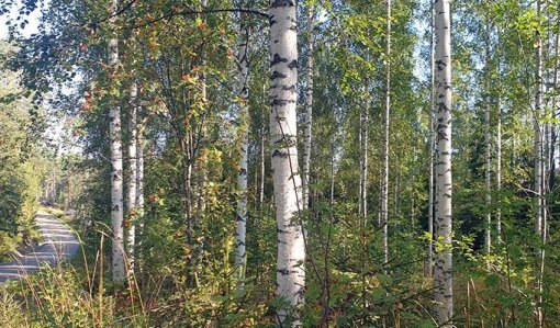 Björkskog på hösten bredvid en skogsbilväg.