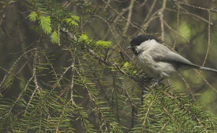 Skogsmesarna vittnar om den biologiska mångfaldens tillstånd