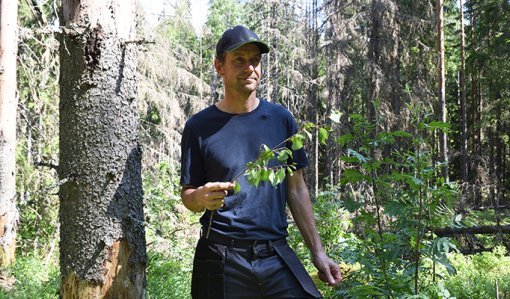 Jukka Harju i sin skog, i bakgrunden döda granar.