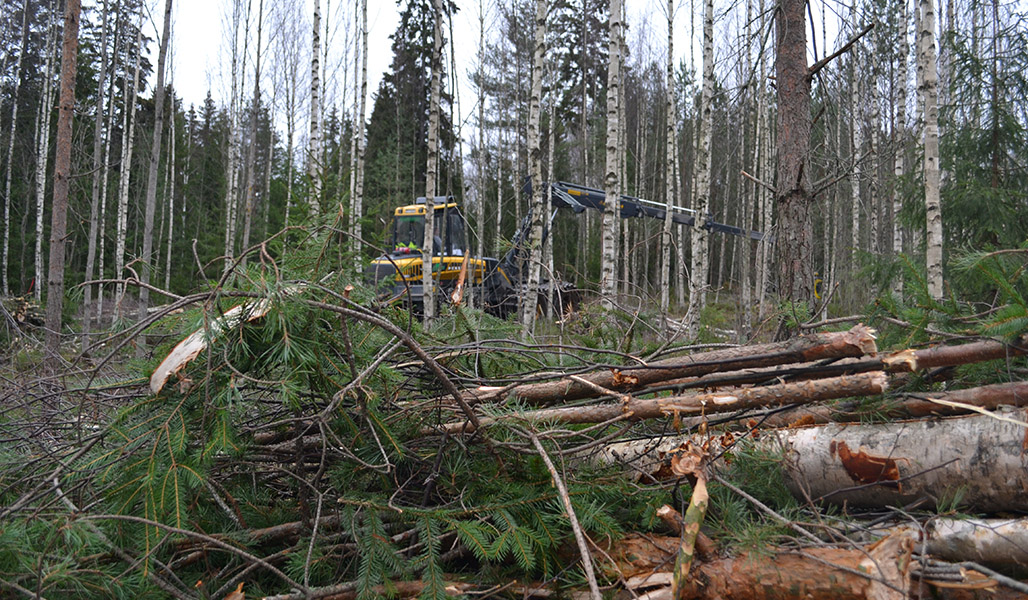 En skogsmaskin gallrar i en ung björkskog. i förgrunden ligger en hög klenvirke.