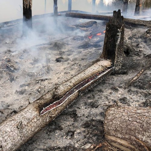 Tuli on hyvä renki, mutta huono isäntä – myös metsässä. Kulotuksessa tulta hyödynnetään hallitusti polttamalla hakkuun j...