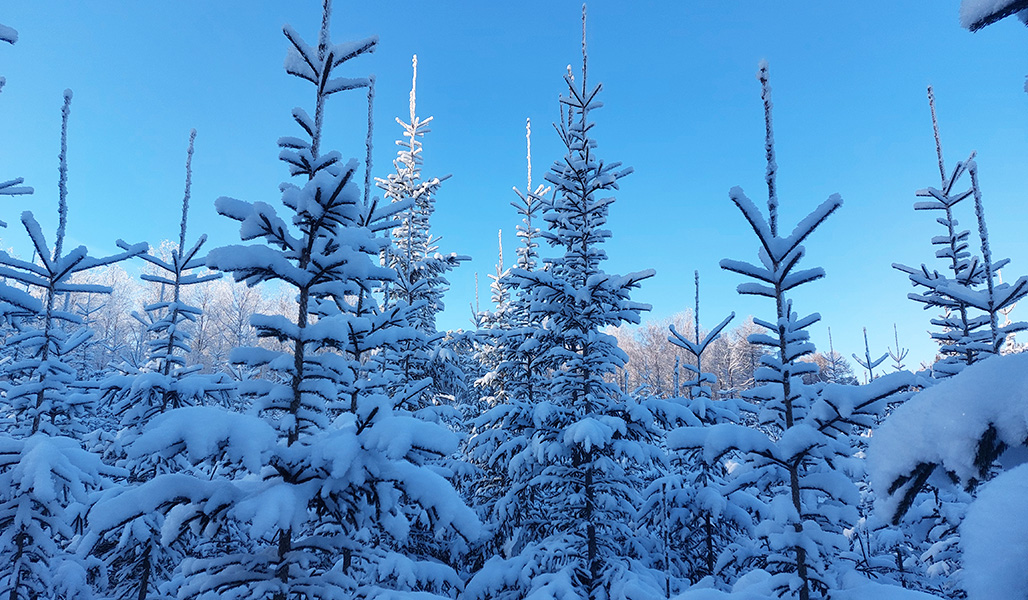 Snöiga granar på en skogsförädlings provyta. 