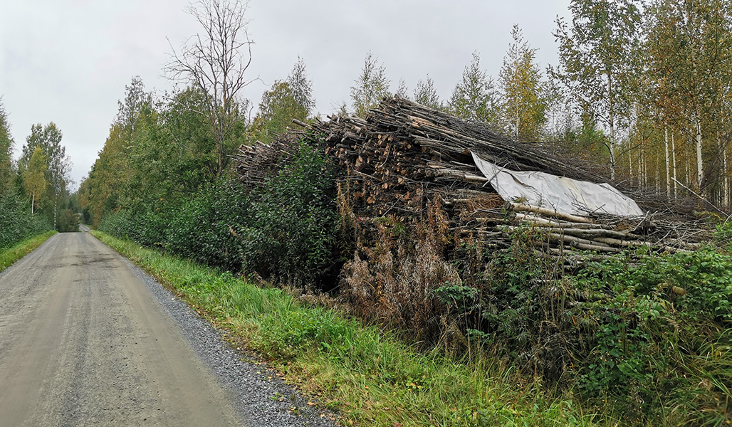 Energived vid en skogsbilväg.