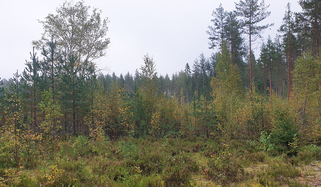 Plantskog växer på en plats i Sulkava, där stormen Asta fällde skog för 15 år sedan. 