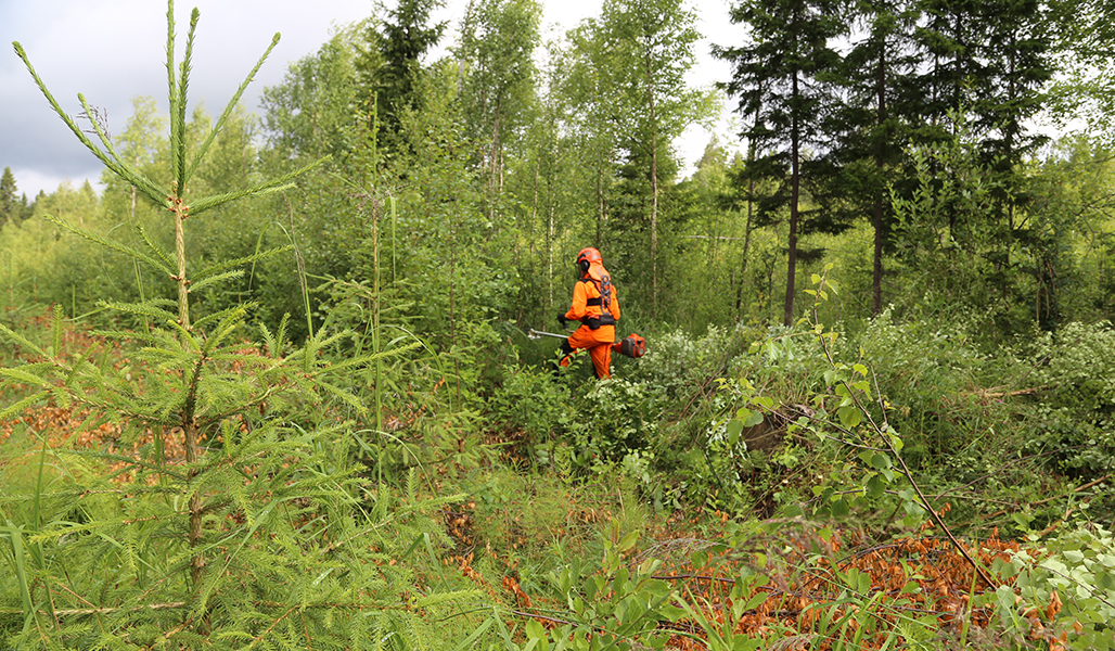 Sakari Mantila röjer plantbeståndet med en röjsåg. 