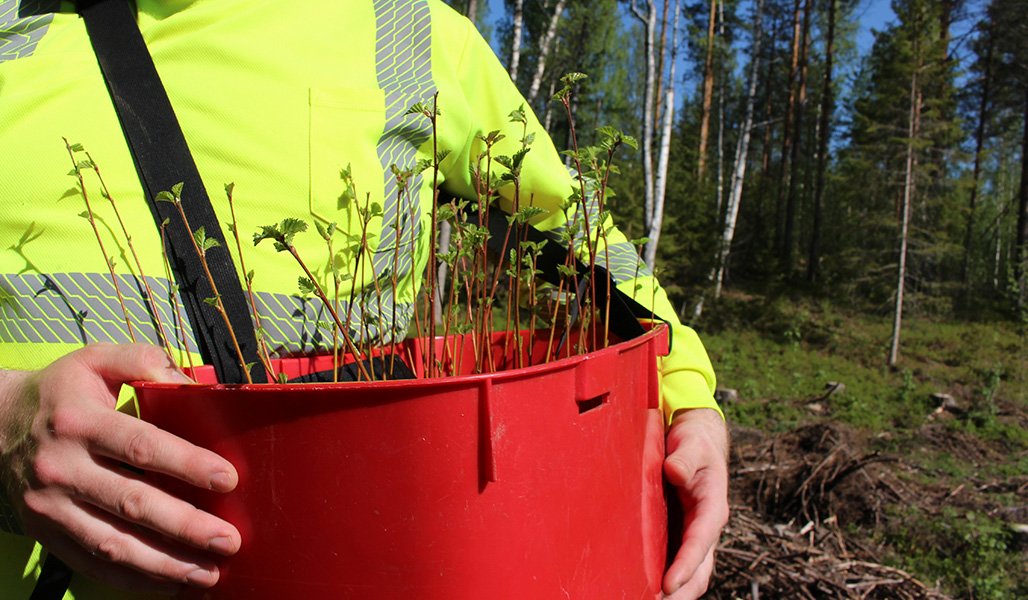 Björkplantor i en röd plantkorg.