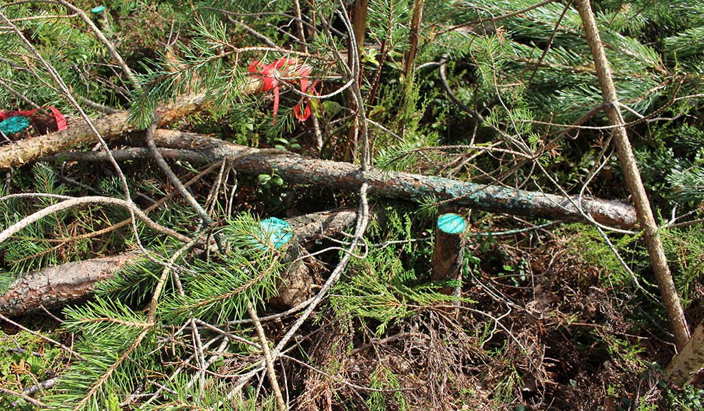 Små barrträdsstubbar som har blivit behandlade med bekämpningsmedel mot rotticka. Runtom på marken finns trädgrenar.