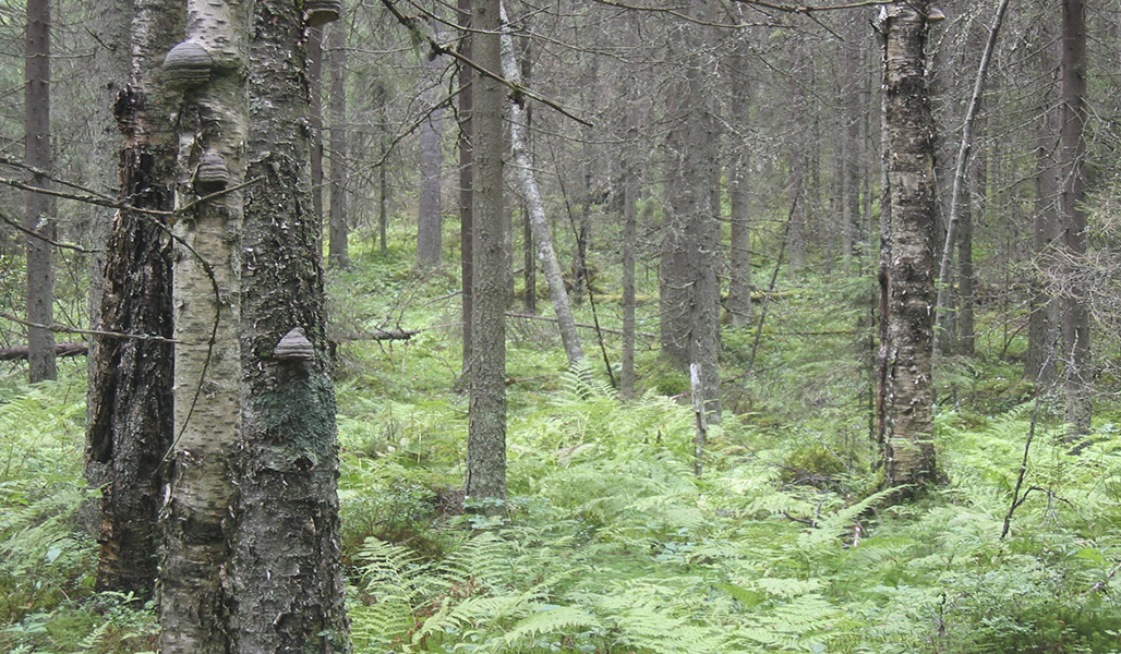 Kantskog med många murkna träd vid ett frodigt skogskärr. 