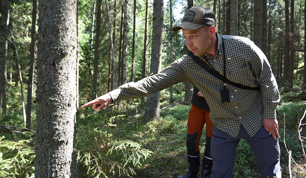 Juho Kokkonen visar färska angrepp av barkborre på granen. 